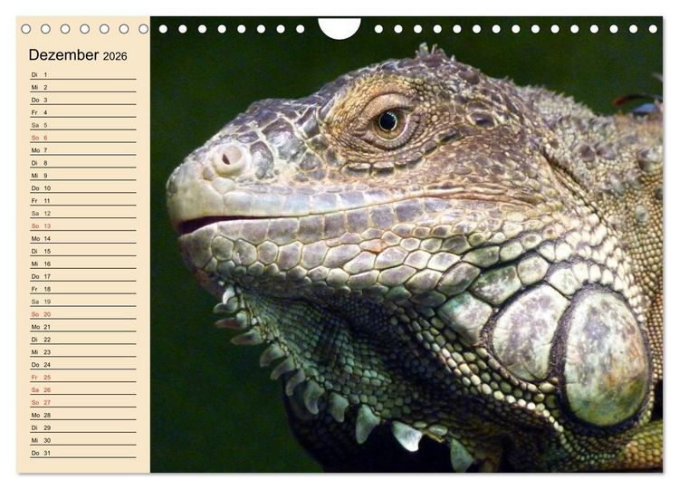 Produktbild: Reptilien. Schlangen, Echsen und Co. (Wandkalender 2026 DIN A4 quer), CALVENDO Monatskalender