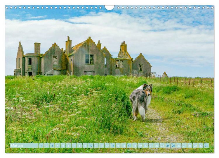 Produktbild: Highland-Collies - Auf vier Pfoten durch Schottland und Irland (Wandkalender 2026 DIN A3 quer), CALVENDO Monatskalender