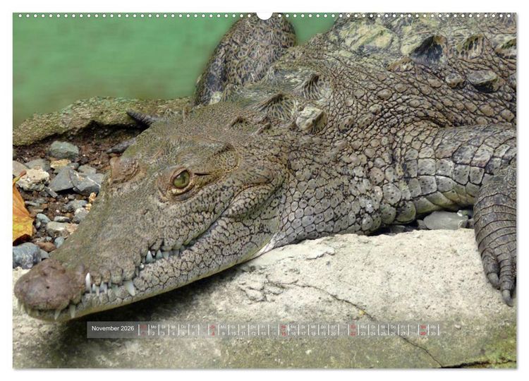 Produktbild: Krokodile & Alligatoren (hochwertiger Premium Wandkalender 2026 DIN A2 quer), Kunstdruck in Hochglanz
