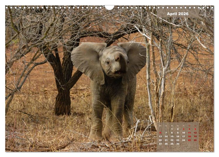 Produktbild: Faszinierende Tierwelt des Kruger National Parks (Wandkalender 2026 DIN A3 quer), CALVENDO Monatskalender