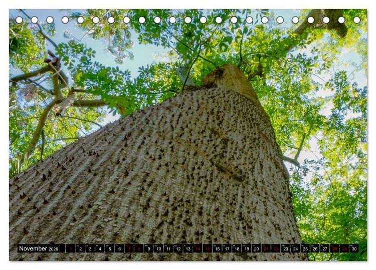 Produktbild: Botanischer Garten Palermo (Tischkalender 2026 DIN A5 quer), CALVENDO Monatskalender