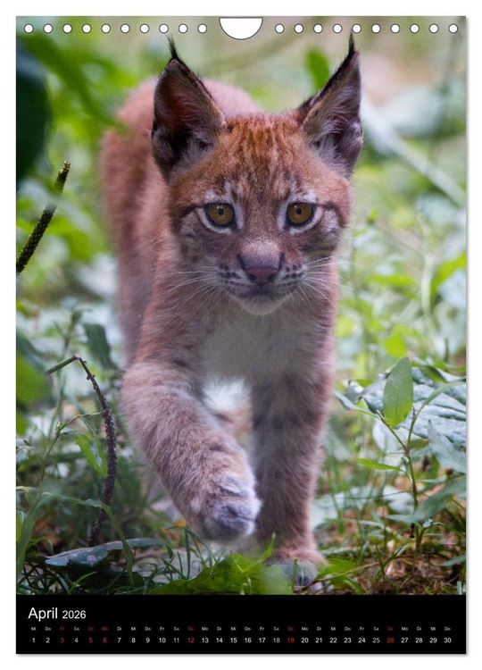 Produktbild: Der Luchs - Europas gr&ouml;&szlig;te Samtpfote (Wandkalender 2026 DIN A4 hoch), CALVENDO Monatskalender