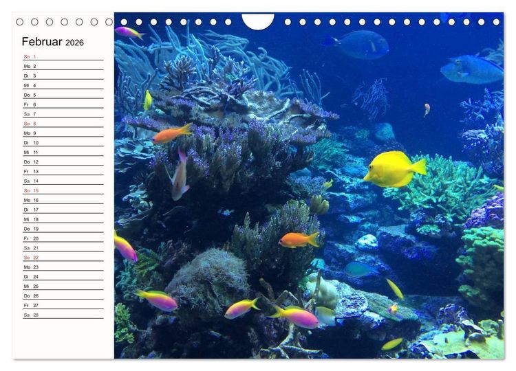 Produktbild: Paradiese. Karibik und S&uuml;dsee &uuml;ber und unter Wasser (Wandkalender 2026 DIN A4 quer), CALVENDO Monatskalender