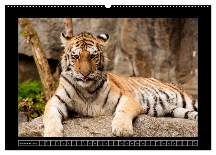 Produktbild: Tiger, L&ouml;we und Co. (hochwertiger Premium Wandkalender 2026 DIN A2 quer), Kunstdruck in Hochglanz