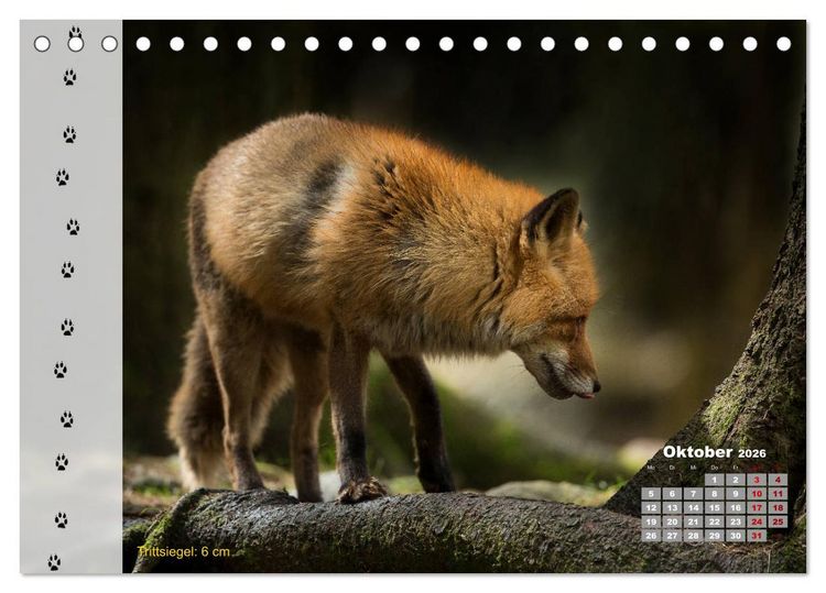 Produktbild: Tierspuren in der Natur (Tischkalender 2026 DIN A5 quer), CALVENDO Monatskalender