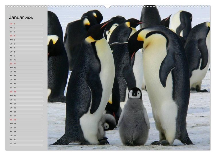 Produktbild: Pinguine - Watscheln im festlichen Kleid (Wandkalender 2026 DIN A2 quer), CALVENDO Monatskalender