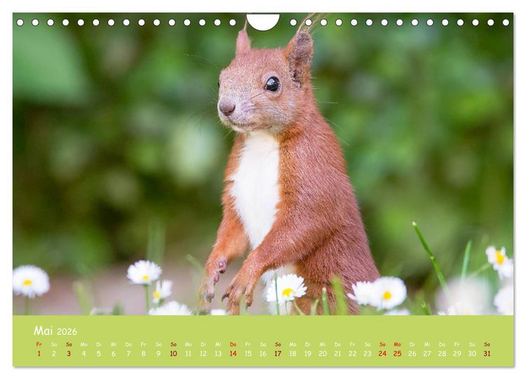 Produktbild: Eichh&ouml;rnchen - die s&uuml;&szlig;en Nussknacker (Wandkalender 2026 DIN A4 quer), CALVENDO Monatskalender