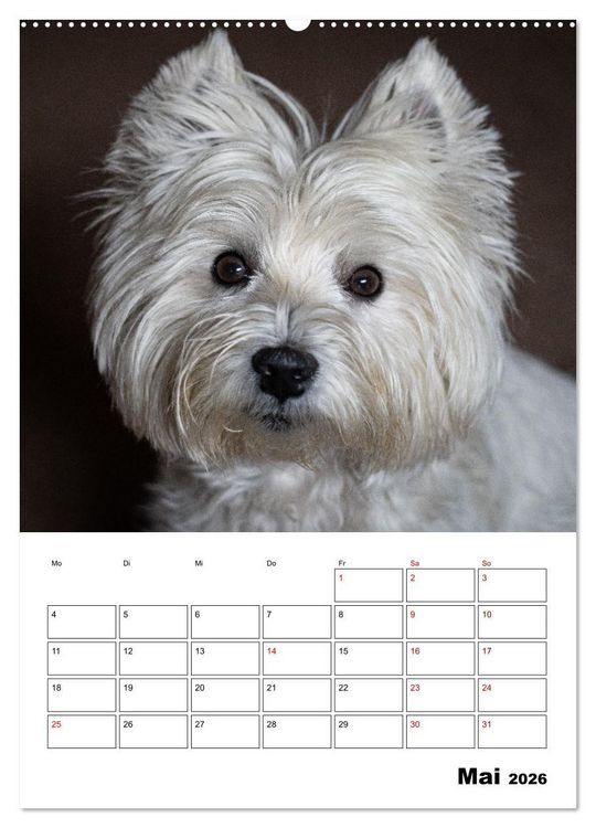 Produktbild: West Highland White Terrier - Herzensbrecher auf vier Pfoten (Wandkalender 2026 DIN A2 hoch), CALVENDO Monatskalender
