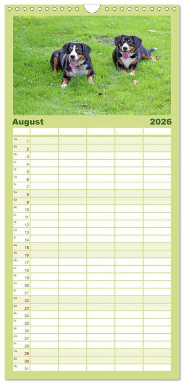 Produktbild: Familienplaner 2026 - Entlebucher Sennenhund - treue Freunde mit 5 Spalten (Wandkalender, 21 x 45 cm) CALVENDO