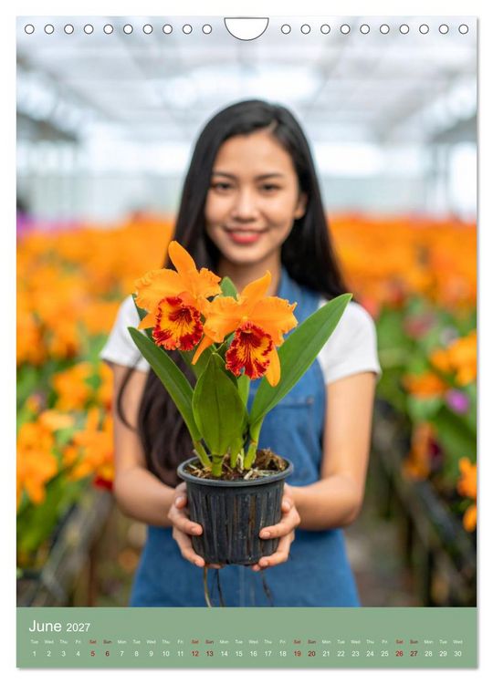 Produktbild: Cattleya - Breeder's Pride (Wall Calendar 2027 DIN A4 portrait), CALVENDO 12 Month Wall Calendar