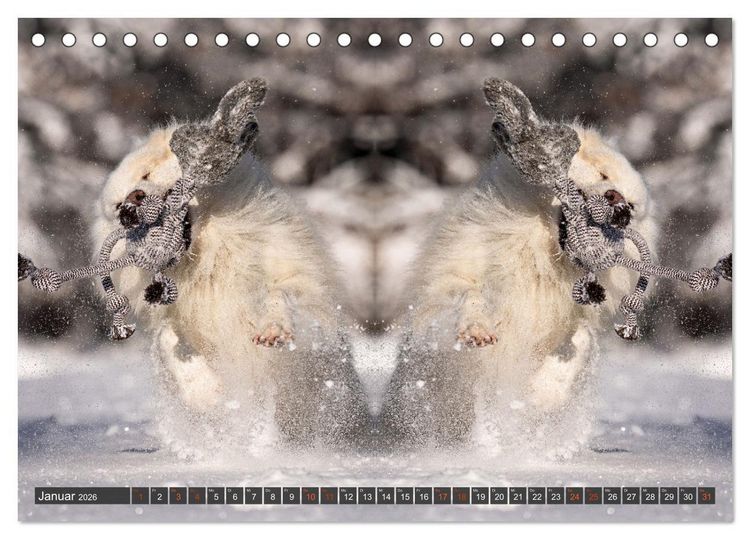 Produktbild: Mit doppelter Power durch das Jahr (Tischkalender 2026 DIN A5 quer), CALVENDO Monatskalender