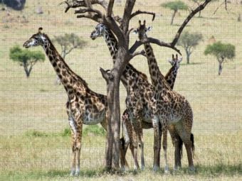 Produktbild: CALVENDO Puzzle Giraffen in der Masai Mara | 1000 Teile Lege-Gr&ouml;&szlig;e 64x48cm Foto-Puzzle f&uuml;r gl&uuml;ckliche Stunden