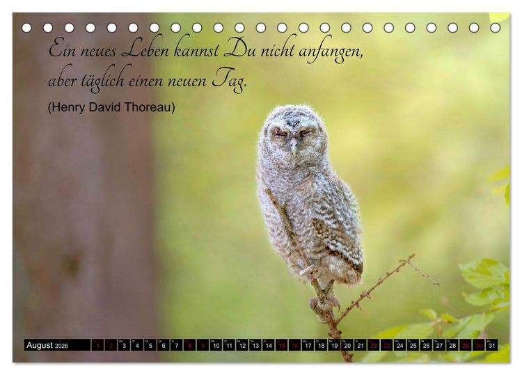Produktbild: der Waldkauz - Strix Aluco (Tischkalender 2026 DIN A5 quer), CALVENDO Monatskalender