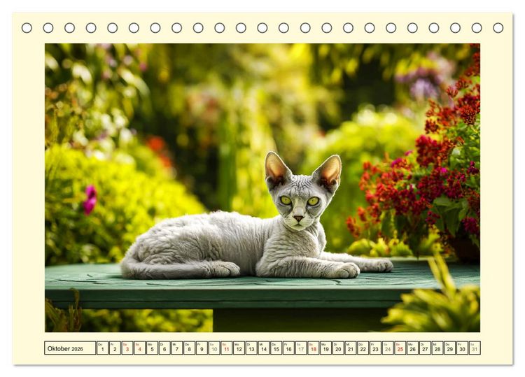 Produktbild: Devon Rex Katzen. Der aufgeweckte Kobold im Garten (Tischkalender 2026 DIN A5 quer), CALVENDO Monatskalender
