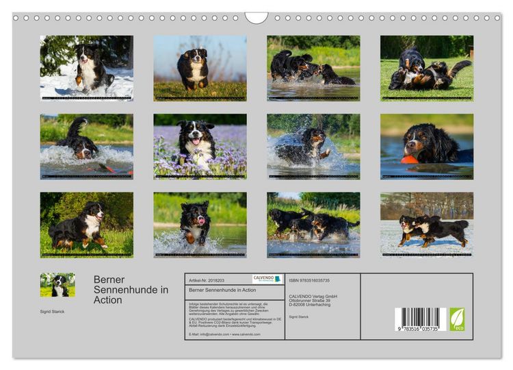Produktbild: Berner Sennenhunde in Action (Wandkalender 2026 DIN A3 quer), CALVENDO Monatskalender