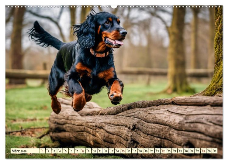 Produktbild: Gordon Setter - elegantes Kraftpaket (Wandkalender 2026 DIN A2 quer), CALVENDO Monatskalender