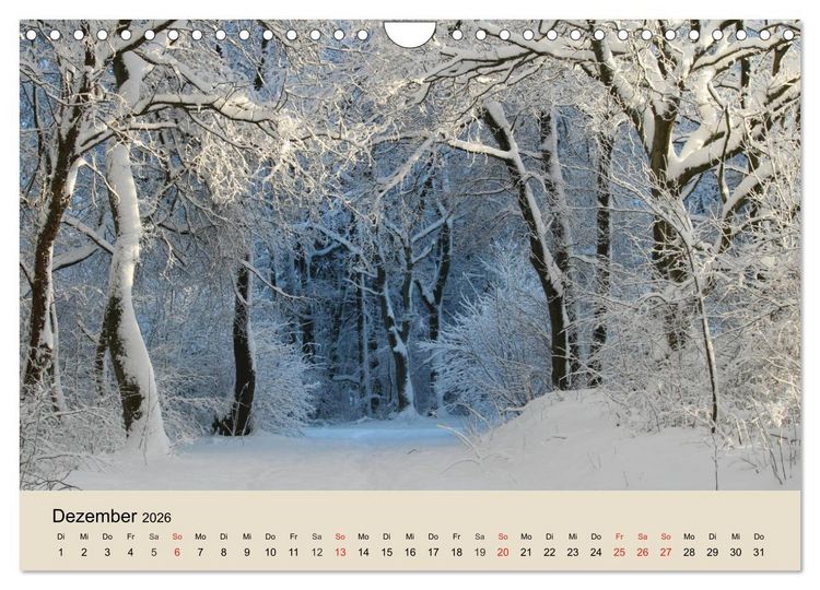 Produktbild: Der Wald. Durch zauberhafte Waldlandschaften (Wandkalender 2026 DIN A4 quer), CALVENDO Monatskalender