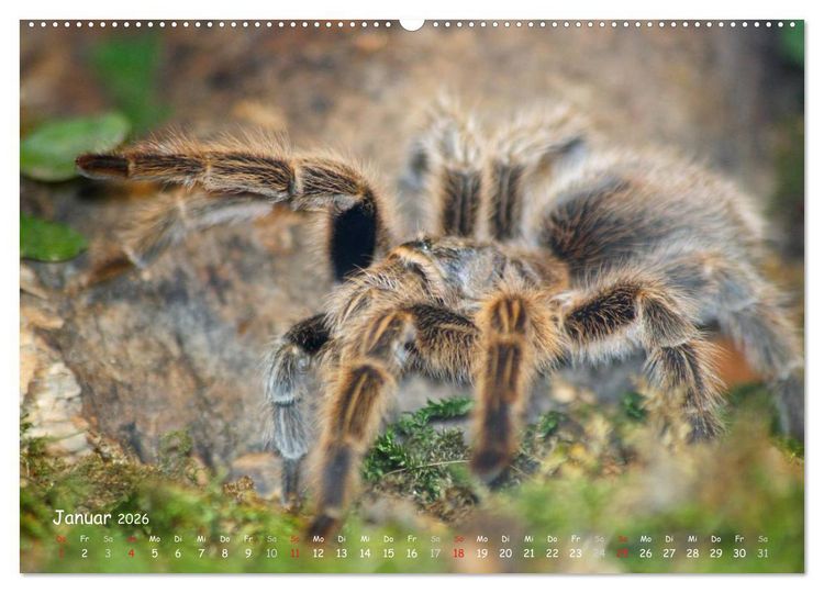 Produktbild: Vogelspinnen (hochwertiger Premium Wandkalender 2026 DIN A2 quer), Kunstdruck in Hochglanz