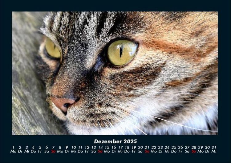 Produktbild: F&uuml;r Katzenfreunde 2025 Fotokalender DIN A4