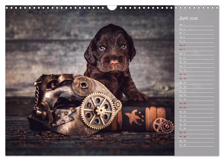 Produktbild: Englische Cocker Spaniel Welpen (Wandkalender 2026 DIN A3 quer), CALVENDO Monatskalender