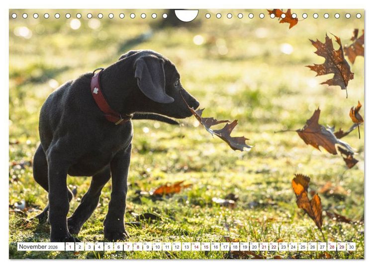 Produktbild: Weimaraner-Labrador (Wandkalender 2026 DIN A4 quer), CALVENDO Monatskalender