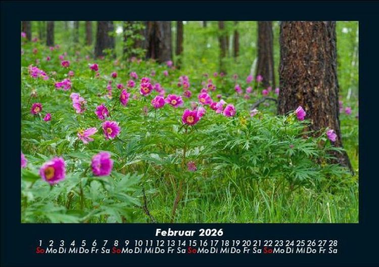 Produktbild: Blumentr&auml;ume 2026 Fotokalender DIN A5