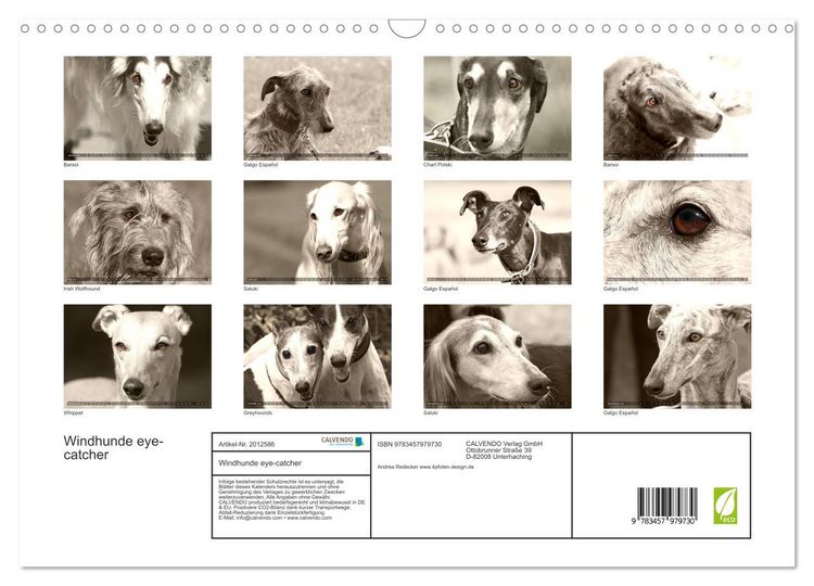 Produktbild: Windhunde eye-catcher (Wandkalender 2026 DIN A3 quer), CALVENDO Monatskalender