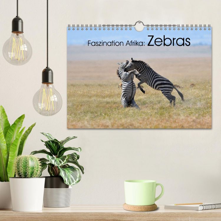 Produktbild: Faszination Afrika: Zebras (Wandkalender 2026 DIN A4 quer), CALVENDO Monatskalender