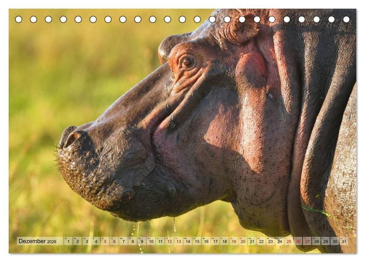 Produktbild: Faszination Afrika: Flusspferde (Tischkalender 2026 DIN A5 quer), CALVENDO Monatskalender