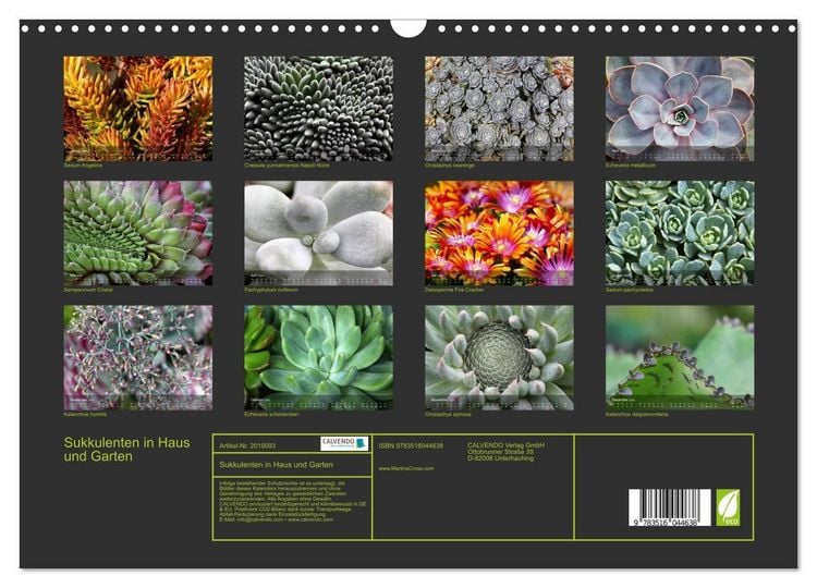 Produktbild: Sukkulenten in Haus und Garten (Wandkalender 2026 DIN A3 quer), CALVENDO Monatskalender