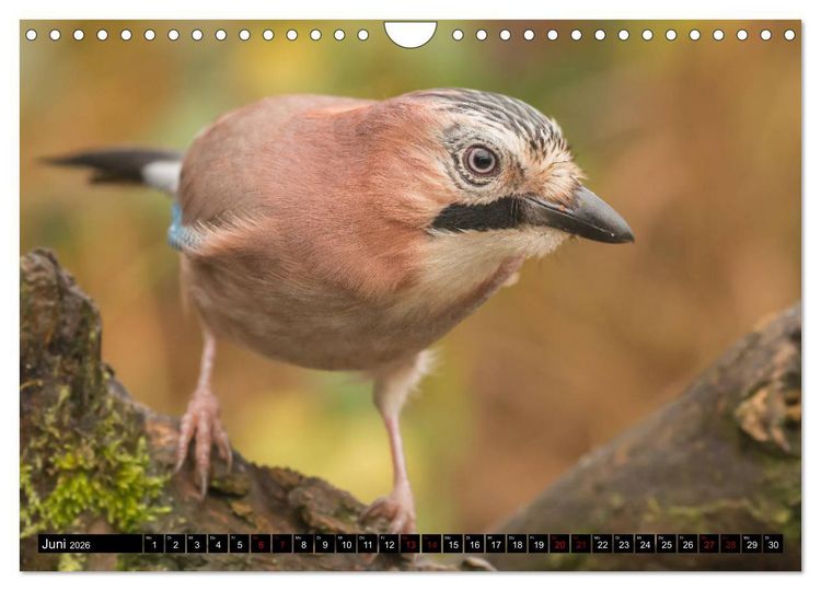 Produktbild: V&ouml;gel aus dem Garten (Wandkalender 2026 DIN A4 quer), CALVENDO Monatskalender