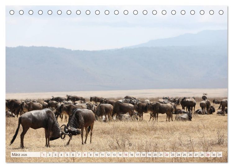 Produktbild: Tansania - Durch die Nationalparks Ostafrikas (Tischkalender 2026 DIN A5 quer), CALVENDO Monatskalender