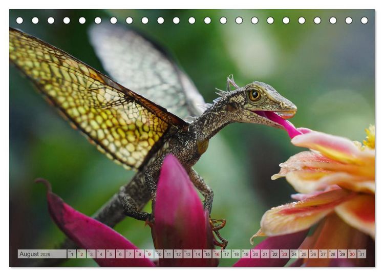 Produktbild: Drachen - Herrscher der Welt (Tischkalender 2026 DIN A5 quer), CALVENDO Monatskalender