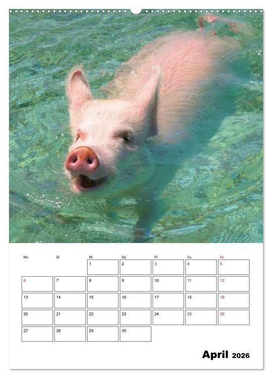 Produktbild: Schweine auf den Bahamas! (hochwertiger Premium Wandkalender 2026 DIN A2 hoch), Kunstdruck in Hochglanz