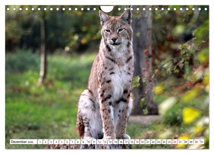 Produktbild: Familie Luchs - Die J&auml;ger mit dem Pinselohr (Wandkalender 2026 DIN A4 quer), CALVENDO Monatskalender