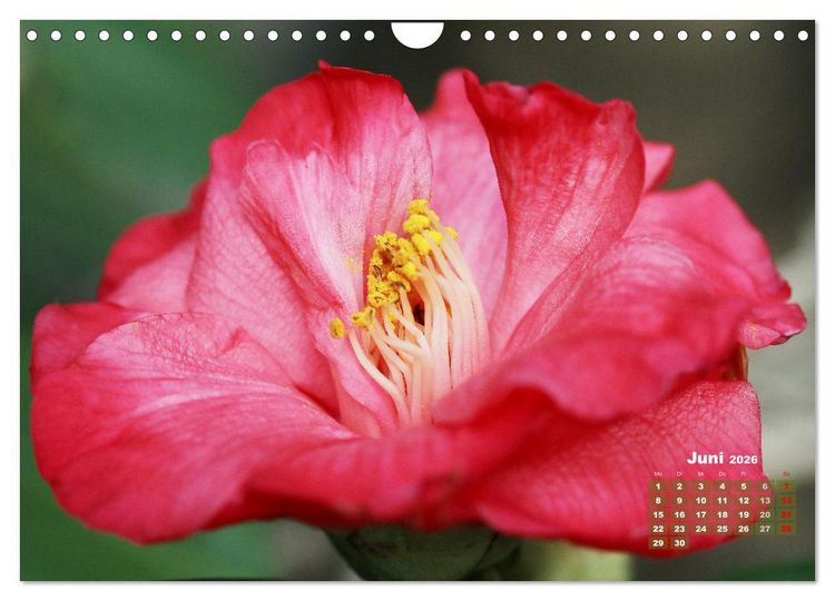 Produktbild: Kamelien - Bl&uuml;tensch&ouml;nheiten (Wandkalender 2026 DIN A4 quer), CALVENDO Monatskalender