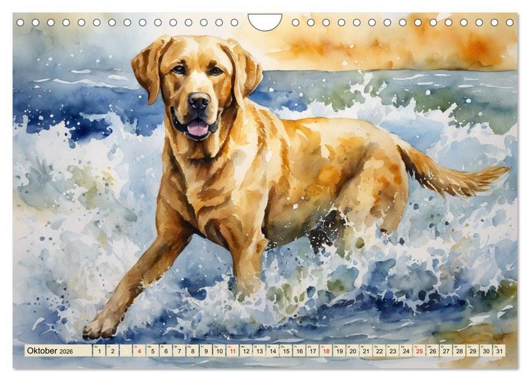 Produktbild: Voller Kraft und Energie - Labrador-Retriever (Wandkalender 2026 DIN A4 quer), CALVENDO Monatskalender