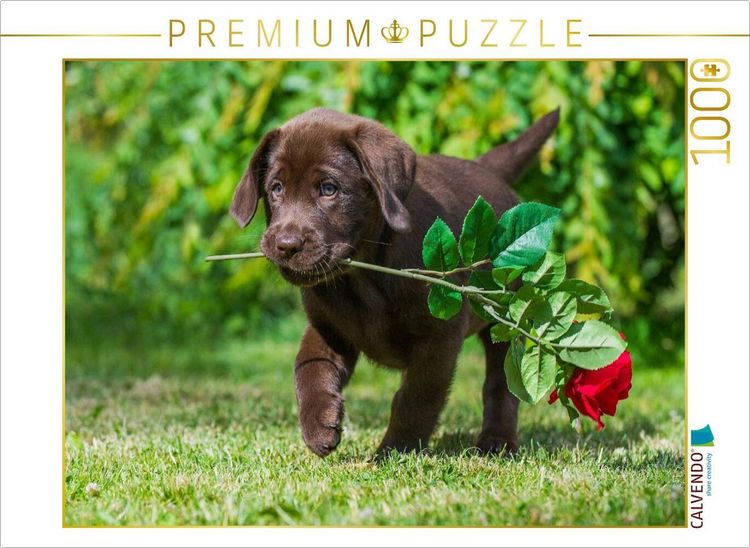Produktbild: CALVENDO Puzzle Labrador Retriever - Kleiner Rosenkavalier | 1000 Teile Lege-Gr&ouml;&szlig;e 64x48cm Foto-Puzzle f&uuml;r gl&uuml;ckliche Stunden