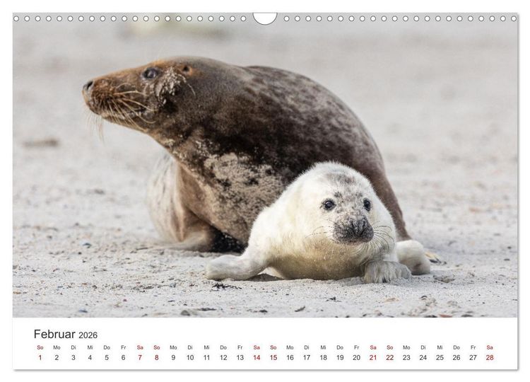 Produktbild: Junge Kegelrobben (Wandkalender 2026 DIN A3 quer), CALVENDO Monatskalender