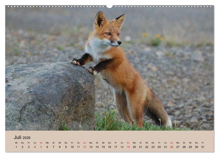 Produktbild: Der Fuchs. Bezaubernder Geselle (Wandkalender 2026 DIN A2 quer), CALVENDO Monatskalender