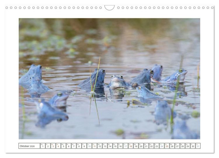 Produktbild: Wenn Fr&ouml;sche blau machen - das geheime Leben der Moorfr&ouml;sche von Tanja Riedel (Wandkalender 2026 DIN A3 quer), CALVENDO Monatskalender