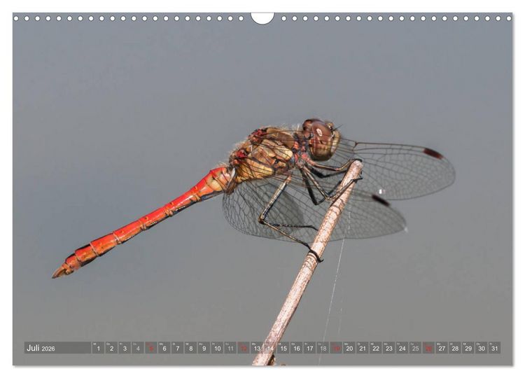 Produktbild: Libellen - Fliegende Edelsteine (Wandkalender 2026 DIN A3 quer), CALVENDO Monatskalender