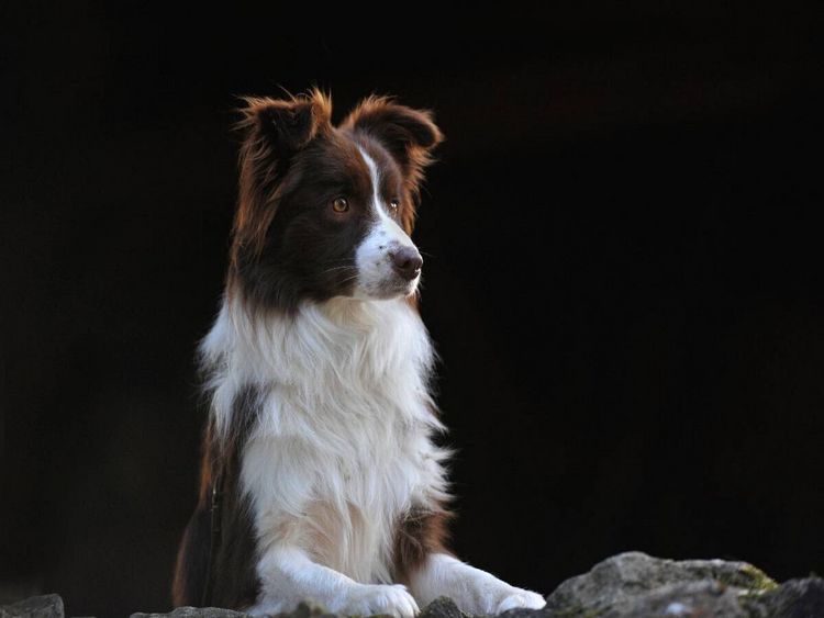 Produktbild: CALVENDO Puzzle Ein Motiv aus dem Kalender Border Collie 2017 | 1000 Teile Lege-Gr&ouml;&szlig;e 64x48cm Foto-Puzzle f&uuml;r gl&uuml;ckliche Stunden