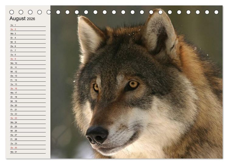 Produktbild: W&ouml;lfe. Verwegene Anmut (Tischkalender 2026 DIN A5 quer), CALVENDO Monatskalender