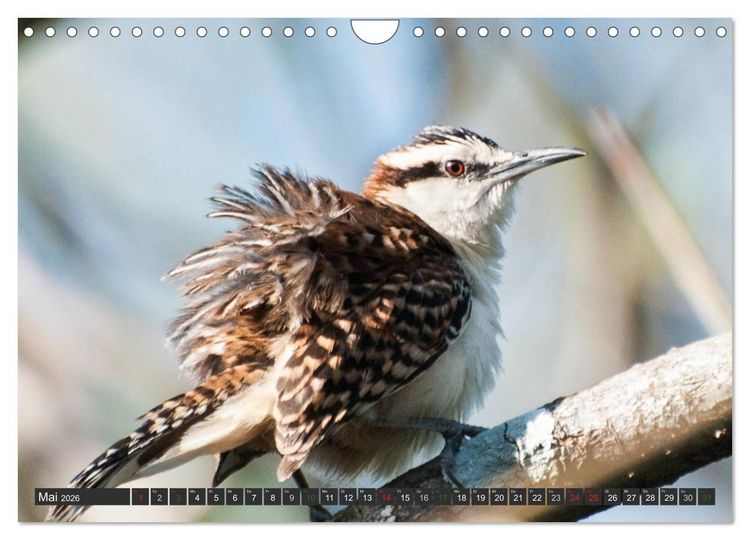 Produktbild: COSTA RICA - PURA VIDA (Wandkalender 2026 DIN A4 quer), CALVENDO Monatskalender