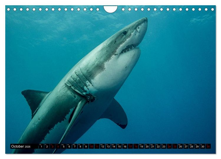 Produktbild: The Great White Shark: King of the Ocean (Wall Calendar 2026 DIN A4 landscape), CALVENDO 12 Month Wall Calendar