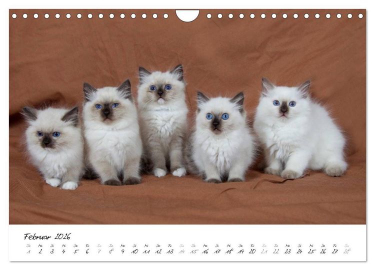 Produktbild: Ragdoll Kitten (Wandkalender 2026 DIN A4 quer), CALVENDO Monatskalender