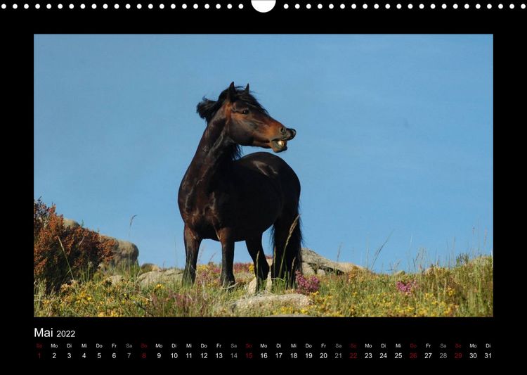 Produktbild: Garranos (Wandkalender 2022 DIN A3 quer)
