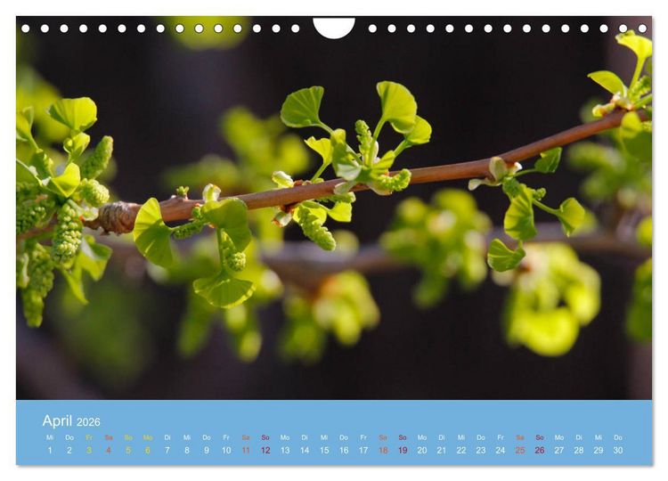 Produktbild: Geliebter Ginkgo (Wandkalender 2026 DIN A4 quer), CALVENDO Monatskalender