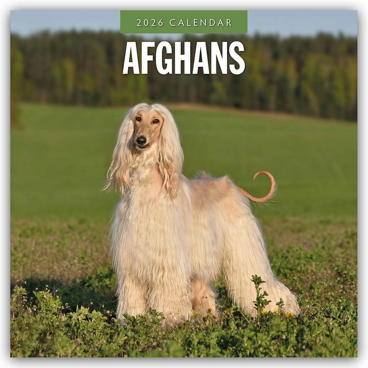 Produktbild: Afghans – Afghanischer Windhund 2026 – 16-Monatskalender